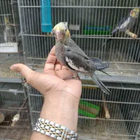 عروس هلندی سرلاکی و دنخور رام|پرنده|فین, |دیوار