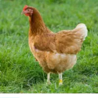 کتونی معاوضه با مرغ تخم گذار