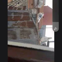 کبوتر پرشی|پرنده|رشت, باهنر|دیوار