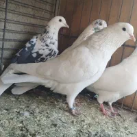 کبوتر پرشی آسمونی|پرنده|هشتگرد, شهرک ولیعصر (مصلی)|دیوار