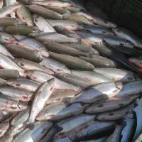 ماهی قزل آلا