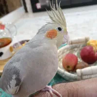 عروس هلندی آهویی|پرنده|اهواز, کوی باهنر|دیوار