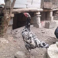 مرغ لاری ۵ دانگی پدر مادر میدانی