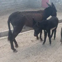 الاغ ماده با کره نر|حیوانات مزرعه|فیروزآباد (لرستان), |دیوار