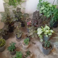 گل وگلدان|گل و گیاه طبیعی|شیروان (خراسان), |دیوار