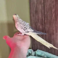 عروس هلندی دستی و جفت مولد