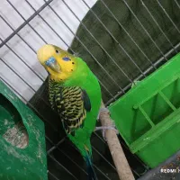 مرغ عشق جفت|پرنده|محلات, |دیوار