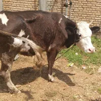 فروش گاو وگوساله سیمینتال