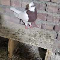 کبوترهای خوب