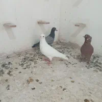 سینه سرخ  سفید  سبز.کله دم. ساده سبز|پرنده|شیروان (خراسان), |دیوار