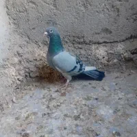 کفتر مینا سبزاردن|پرنده|زاهدان, |دیوار