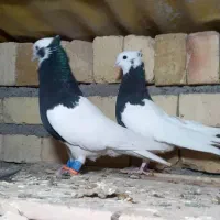 یه جفت کبوتر طوقی نروماده نیس در جهان|پرنده|شال, |دیوار