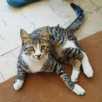 واگذاری گربه