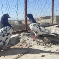 کبوتر|پرنده|یزد, |دیوار