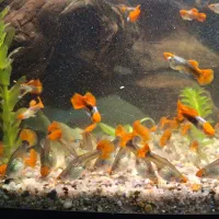 گوپی کوی تاکسیدو شورت بادی