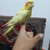 عروس هلندی کاملا دستی|پرنده|گلبهار, شهر جدید گلبهار|دیوار