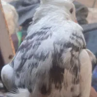 طوقی صرب کفتر صرب کله سینه نقش رنگی|پرنده|خانمیرزا, |دیوار