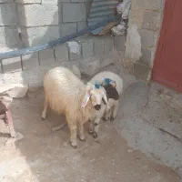بره نر وماده