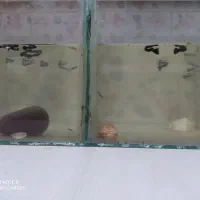 فروش ماهی های زیبا