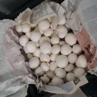 سالن قارچ اجاره