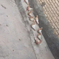 سینه زرد