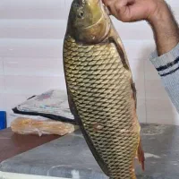 ماهی رود ارس کپور