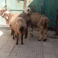 میش|حیوانات مزرعه|مشهد, ویلاشهر|دیوار