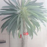 نخل ماداگاسکار قد ۱۷۰