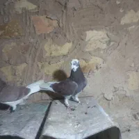 کفتر خوب|پرنده|ساروق, |دیوار