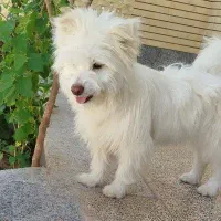 سگ ماده میکس پامر روباهی|سگ|شهرضا, |دیوار