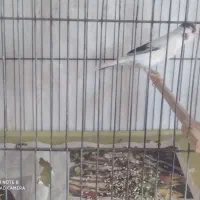 تعدادی قناری فروشی|پرنده|کوهبنان, |دیوار