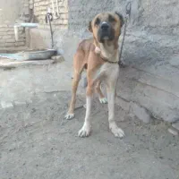 این سگ رو گم کردم هرکس دیده اطلاع بده