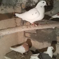 چنتا کفتر برا فروش نرم نرم هستن|پرنده|بروجرد, |دیوار