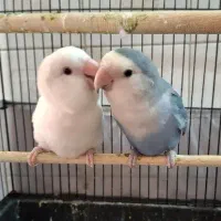 جفت طوطی برزیلی مولد ۱ ساله