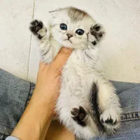 کانال گربه‌ها (پرشین/بریتیش/اسکاتیش)|گربه|کرمانشاه, |دیوار