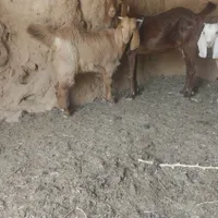 میش بره نر بره ماده بزکره نرکره ماده|حیوانات مزرعه|کرمان, |دیوار