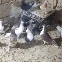 12تاحیون ضربه وزیبا|پرنده|عطاملک, |دیوار