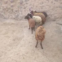 ۵راس بره ماده ۸۱ملیوم