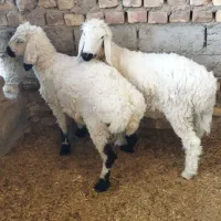 بره نر|حیوانات مزرعه|زابل, |دیوار