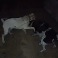 سگ داگو|سگ|ایلام, |دیوار