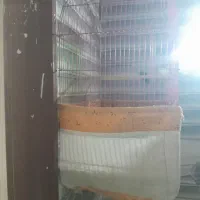 قفس بزرگ دوعدد|لوازم جانبی حیوانات|سرپل ذهاب, |دیوار