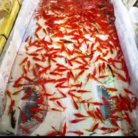 ماهی قرمز عید ر‌شت