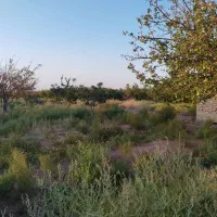 مقدار-هشت-حبه-نیم-دانگ-زمین-کشاورزی-بهرامجرد-گلزار