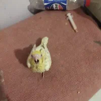 جوجه عروس هلندی سرلاکی|پرنده|گلمکان, |دیوار