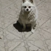 سگ گمشده|سگ|سنندج, |دیوار