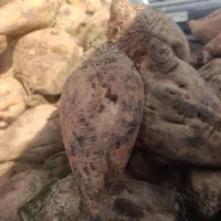 چغندر خوراک دام کاه یونجه جو گندم کنسانتره