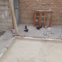 دو جفت کفتر سیاه چشم نوک سفید|پرنده|ممقان, |دیوار
