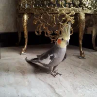 عروس هلندی نر و ماده