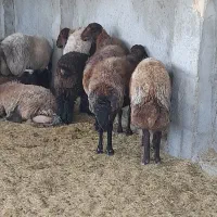 بیست میش ۸تازایدبقی ابستن همه میشادرشت برها ۳۰کیلو|حیوانات مزرعه|اصفهان, جوزدان الیادران|دیوار