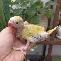 جوجه ملنگو اوپال خاص